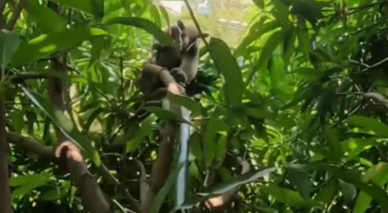 Tamanduá ‘dá trabalho’ para bombeiros ao subir em árvore em quintal de casa em Manaus; veja vídeo